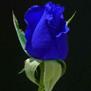 Meet your Posher, Rossie